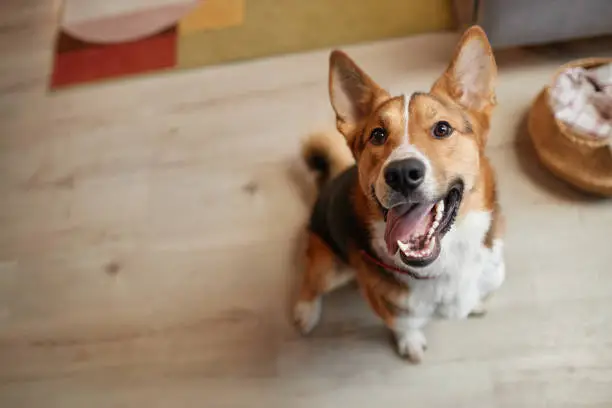 How to Pet-proof Your Plumbing